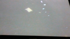 Protoperidinium