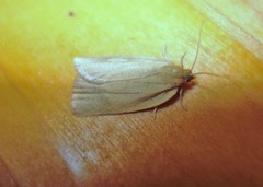 Zelotherses paleana