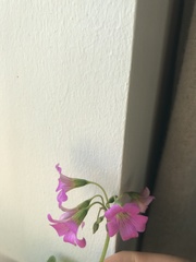Oxalis articulata rubra