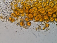 Coleosporium delicatulum