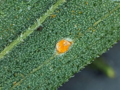 Coleosporium delicatulum