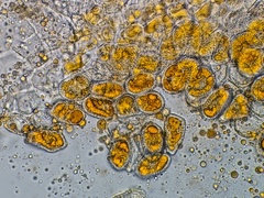 Coleosporium delicatulum