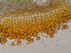 Coleosporium delicatulum