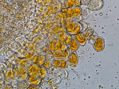 Coleosporium delicatulum