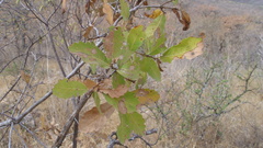 Quercus potosina
