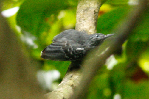 Myrmotherula longipennis