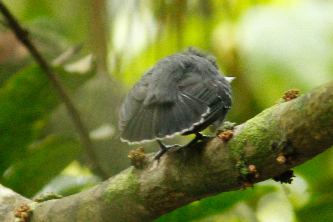 Long-winged Antwren (Myrmotherula longipennis), photo 5