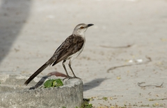 Mimus gilvus