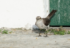 Mimus gilvus