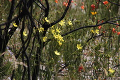 Bobartia longicyma