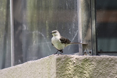 Mimus polyglottos image