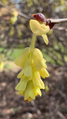 Corylopsis spicata