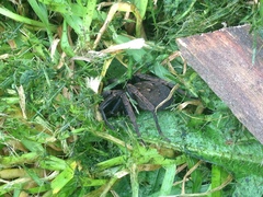 Uliodon albopunctatus