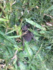 Uliodon albopunctatus