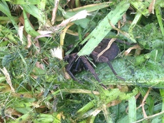 Uliodon albopunctatus