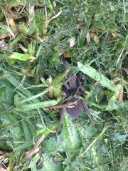 Uliodon albopunctatus