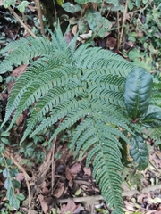 Dryopteris pacifica
