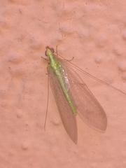 Chrysoperla