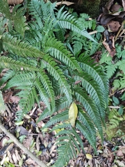 Dryopteris pacifica