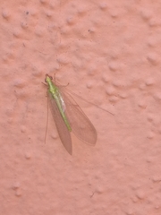 Chrysoperla