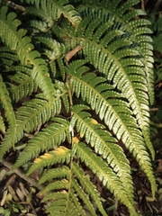 Dryopteris pacifica