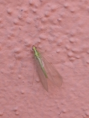 Chrysoperla
