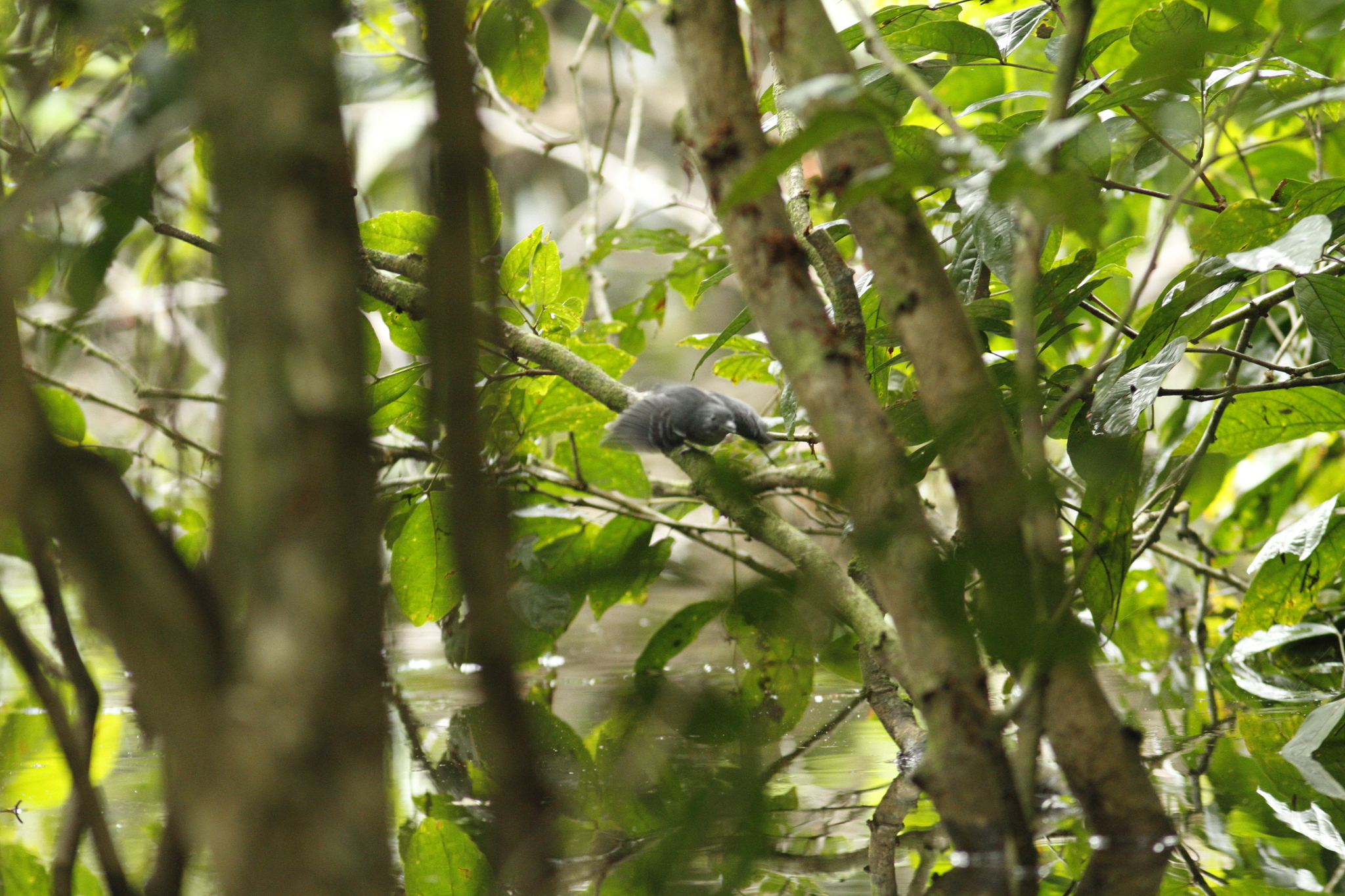 Long-winged Antwren (Myrmotherula longipennis), photo 6