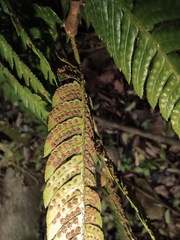 Dryopteris pacifica