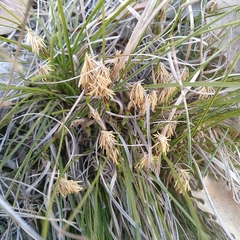 Carex humilis