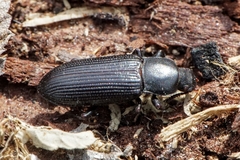 Menephilus cylindricus
