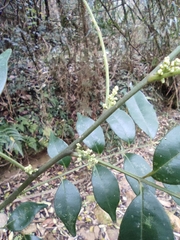 Zanthoxylum scandens