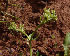 Valerianella orientalis