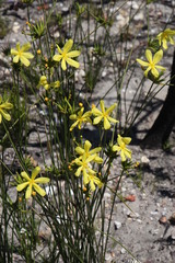 Bobartia longicyma