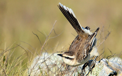 Chalk-Browed Mockingbird photo 5