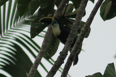 Ramphastos vitellinus