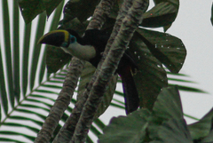 Ramphastos vitellinus