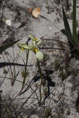 Moraea angusta