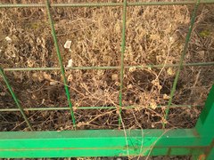 Medicago × varia