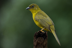 Orthogonys chloricterus