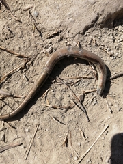 Chalcides chalcides