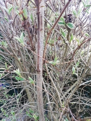 Magnoliopsida