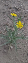 Senecio glaucus