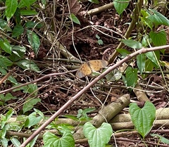 Acraea neobule