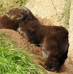 Hydrictis maculicollis