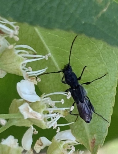 Bimaculate Longhorn Beetle photo 4