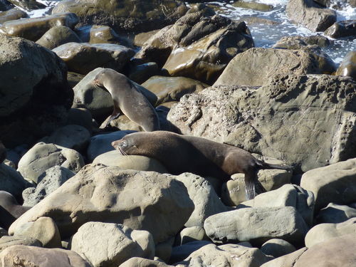Long-nosed Fur Seal, photo 6 of 7