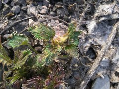 Urtica dioica
