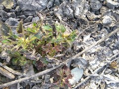 Urtica dioica