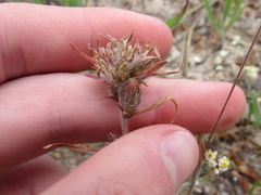 Microcodon glomeratus