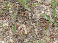 Microcodon glomeratus
